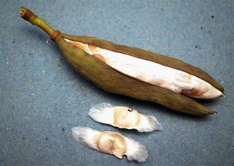 tabebuia rosea tabebuya