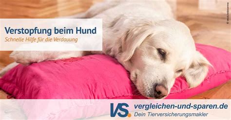 Was Tun Wenn Der Hund Verstopfung Hat Tipps Und Tricks Haustiereleben