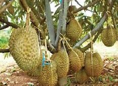 Membuat Durian Bawor Berbuah Tanpa Mengenal Musim