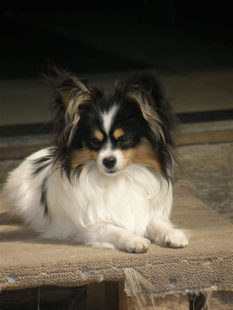 Adorable Papillon Puppies Laying On Floor All Puppies Pictures And