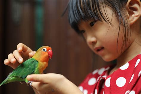 Cockatiels As Pets - Your Cockatiel and Pet Bird Encyclopedia