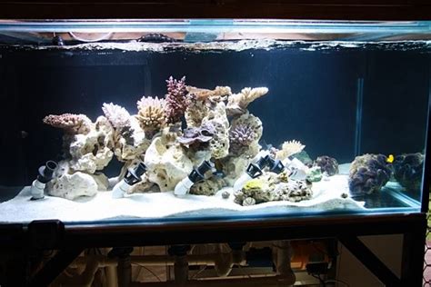 Aquascaping Show Your Skills Page 12 Reef Central Online