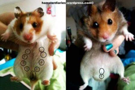 8 Cara Membedakan Hamster Jantan Dan Hamster Betina