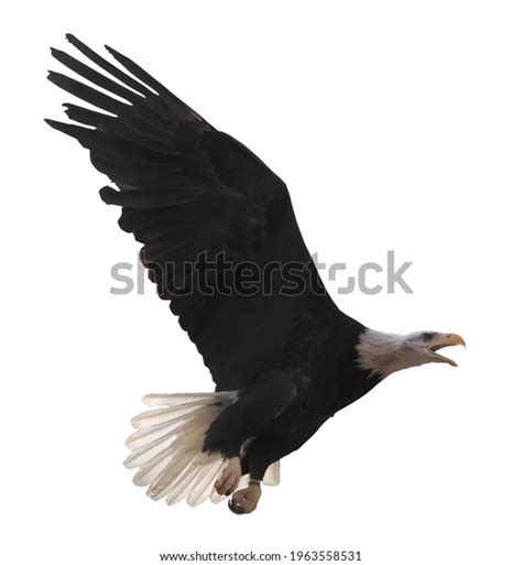 Eagle Flying Isolated White Stock Photo 1963558531 | Shutterstock