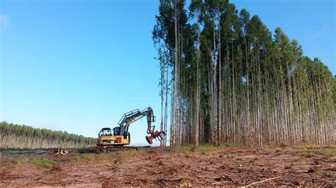 Oportunidade De Emprego Arauco Abre Processo Sletivo Para Opera O