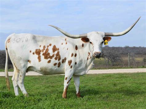 Rocking O Longhorns Texas Longhorn Cattle For Sale Austin Texas