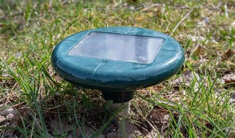 The 6 Best Solar Pest Repeller to Deter Unwanted Animals