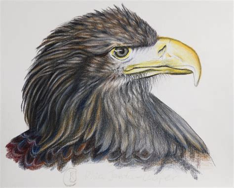 simple drawings of eagles 5