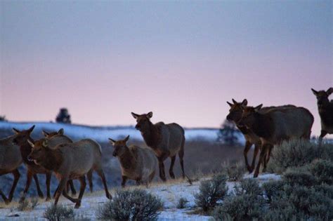 New study to track greater Yellowstone area elk migration