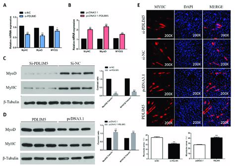 PDLIM5 Increased Chicken SMSCs Differentiation A B Gene Expression