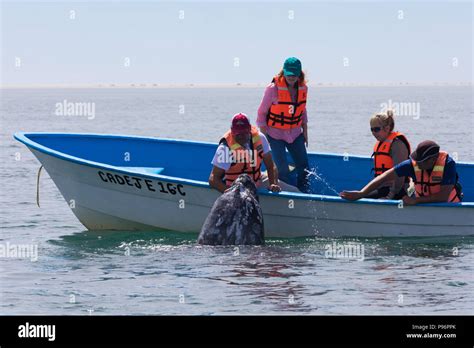 Whale-watching on Bahia San Ignacio, Mexico Stock Photo - Alamy