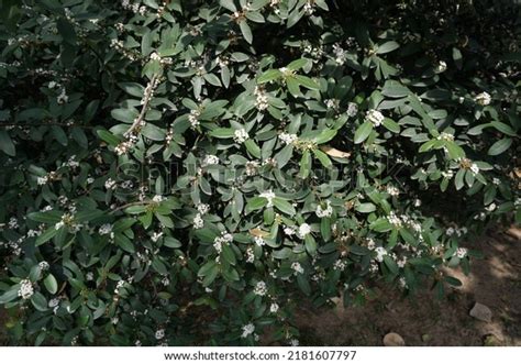 Scientific Name Acokanthera Oppositifolia Common Name Stock Photo