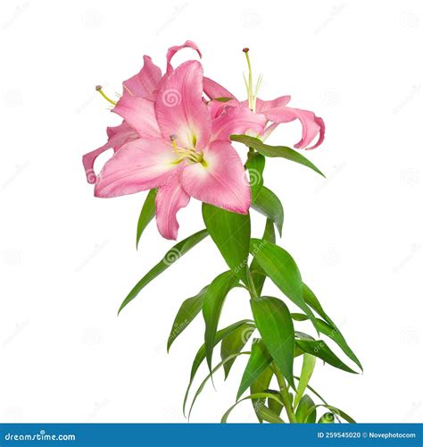 Lily Flowers Pink Lilies Stock Photo Image Of Blossom 259545020