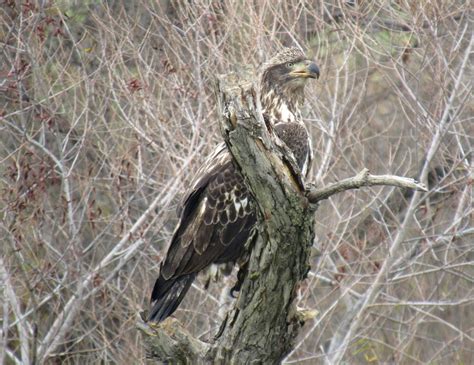 Winter Raptors: Bald Eagles on California's Prairie