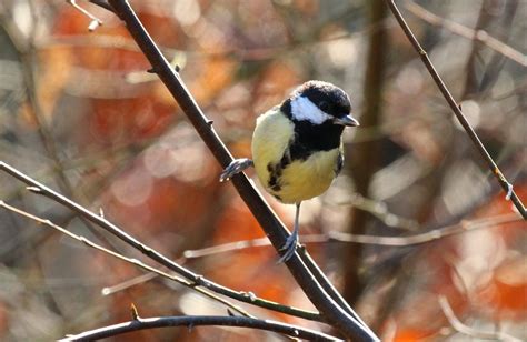 Great Tit Richard Moore Flickr