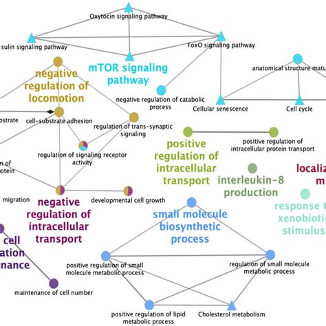 Schematic Representation Of Biological Processes And KEGG Pathways