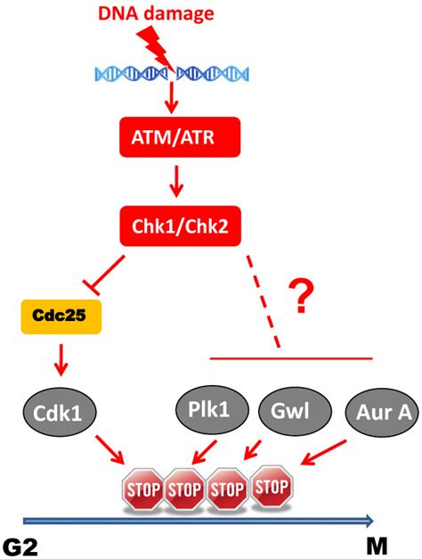 A Multi Brake Model Of The G2m Dna Damage Checkpoint Activation Of