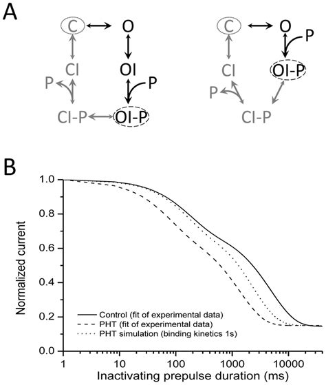 Inferences On The Mechanism Of Action A Simplified Gating Schemes