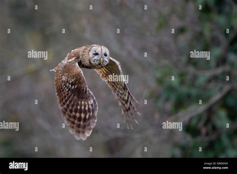 Chouette Hulotte Strix Aluco Adulte Banque De Photographies Et Dimages