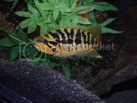 Parachromis 'red Tiger' Motaguense | Tropical Fish Forums