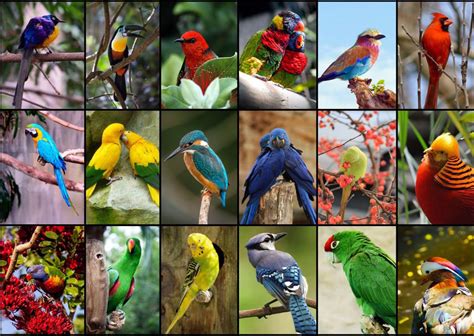 Puzzle Collage Les Plus Beaux Oiseaux Du Monde Pieces