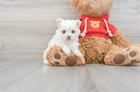 Unique Maltipom Puppies For Sale | Exclusive Designer Breed