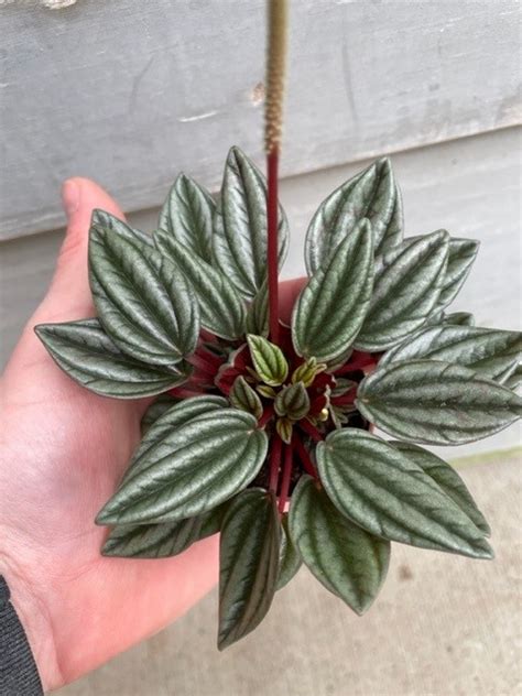 Pep Rosso Opt Tri State Foliage In House Availability