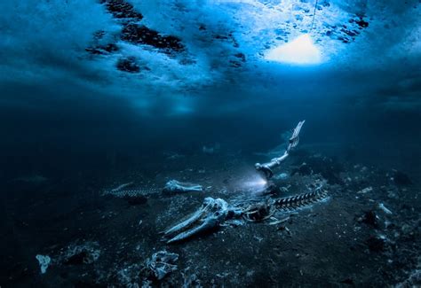 Incredible Winners Of 2024 Underwater Photographer Of The Year Contest