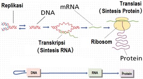 Catatan Prestasi Guru Biologi Dna Dan Sintesis Protein