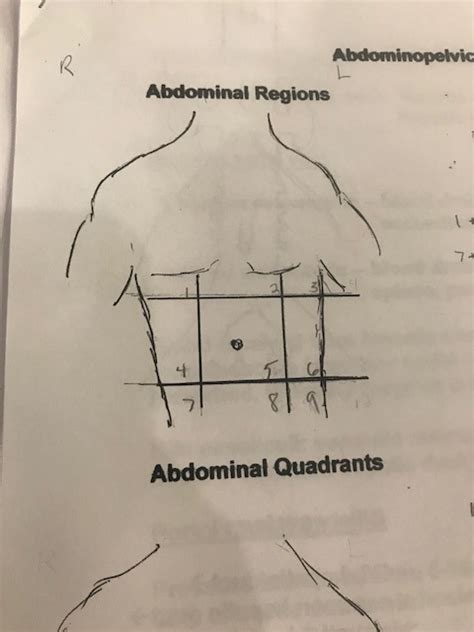 Abdominal Regions Diagram Quizlet