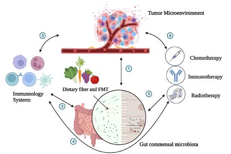 Frontiers The Role Of The Symbiotic Microecosystem In Cancer Gut Microbiota Metabolome And