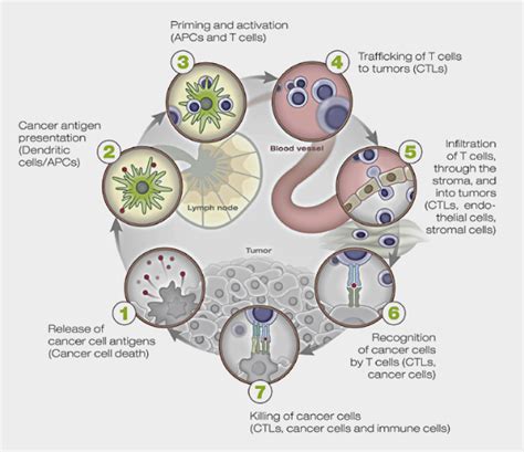 About Cancer Immunity — Immuno Oncology Research Trends