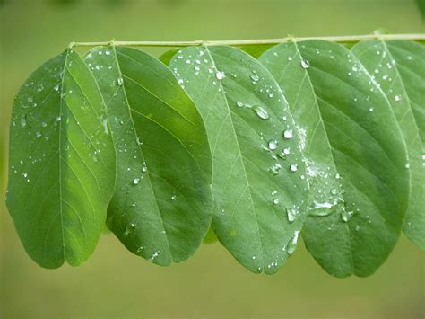 Banco De Imagens árvore Agua Natureza Floresta Ramo Solta