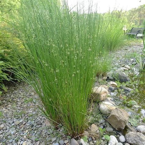 Pond Plants Common Rush Juncus Effusus