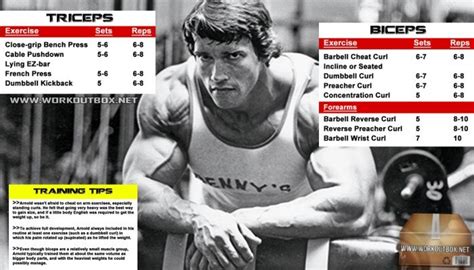 Arnold Biceps And Triceps Workout Routine Schwarzenegger Plan