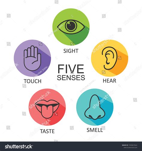 Five Senses Human Nervous System Icon Stock Vector Royalty Free