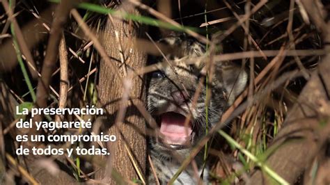 Liberamos Tres Nuevos Yaguaret S En El Parque Nacional Iber Youtube