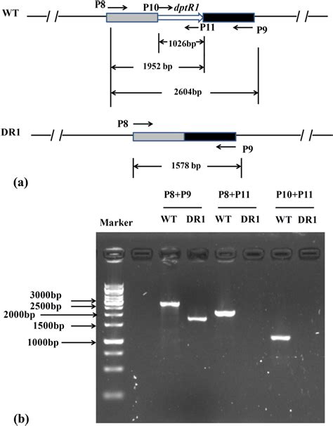 Verification Of The Deletion Of Dptr1 A The Pcr Analysis Strategy Of Download Scientific