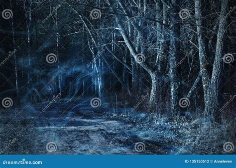 Dark Forest - Nature and Environment Concept Stock Photo - Image of ...