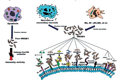 Figure 1 From The Role Of High Mobility Group Box Chromosomal Protein 1