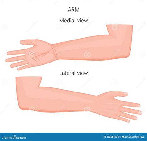 Anatomy_Arm Vector Illustration | CartoonDealer.com #102082238