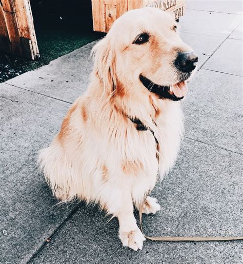 Majestic White Dog