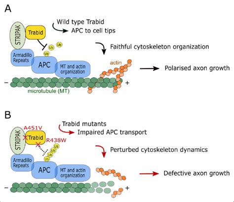 Model Of Trabid S Mechanism Of Action In Axon Growth And Guidance A