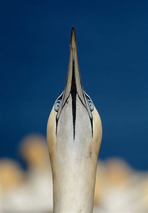 Northern Gannet | Audubon Field Guide