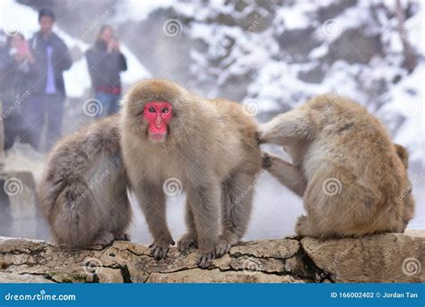 Japanese Macaques Snow Monkey At The Hot Spring At Jigokudani Monkey