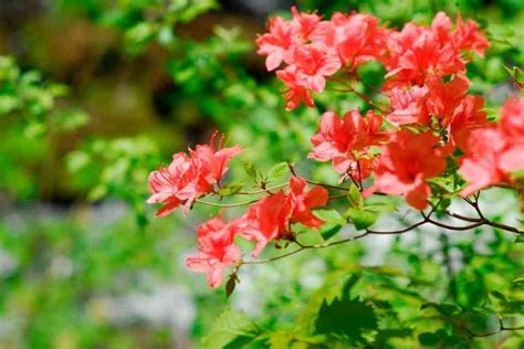 Azalea Leaves Turning Yellow (4 Possible Causes)