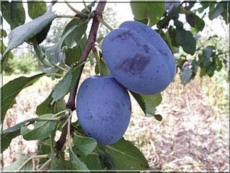 Prunus Domestica Cacanska Najbolia Śliwa Domowa Cacanska Najbolia