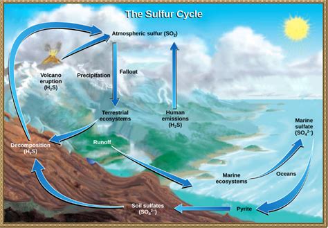 3.2: Biogeochemical Cycles - Biology LibreTexts