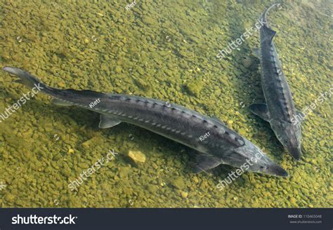 Sturgeon Big Fish Danube River This Stock Photo 110465048 - Shutterstock