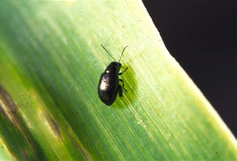 Corn Flea Beetles